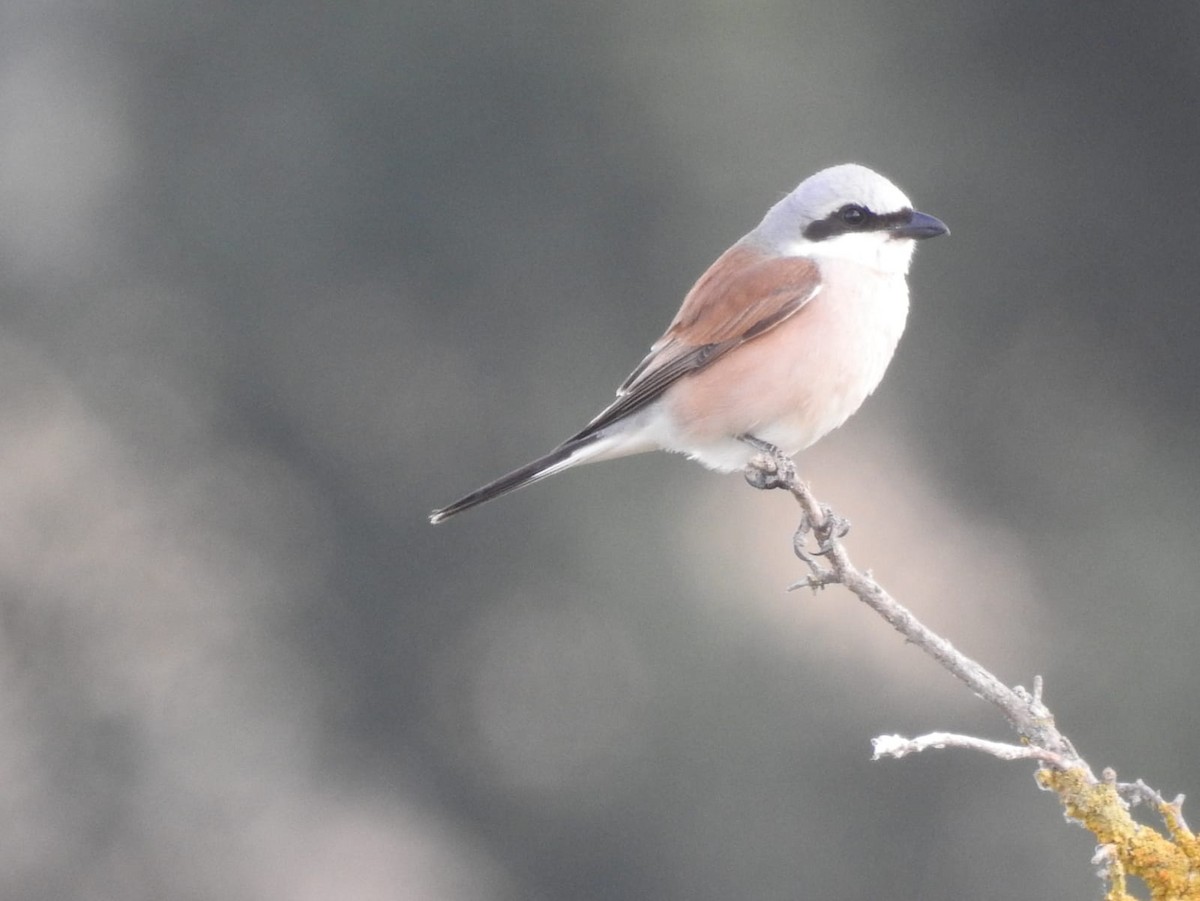 ťuhýk obecný - ML462472901