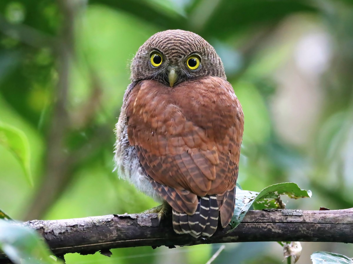 Birds Owlet ブラウン 0157 Chestnut-backed Owlet - Glaucidium castanotum - Birds of the World