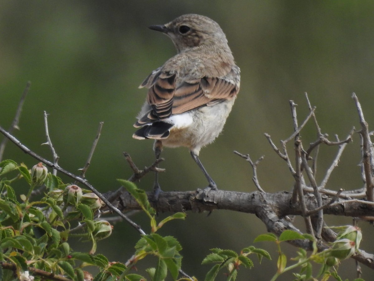 穗䳭 - ML462473121