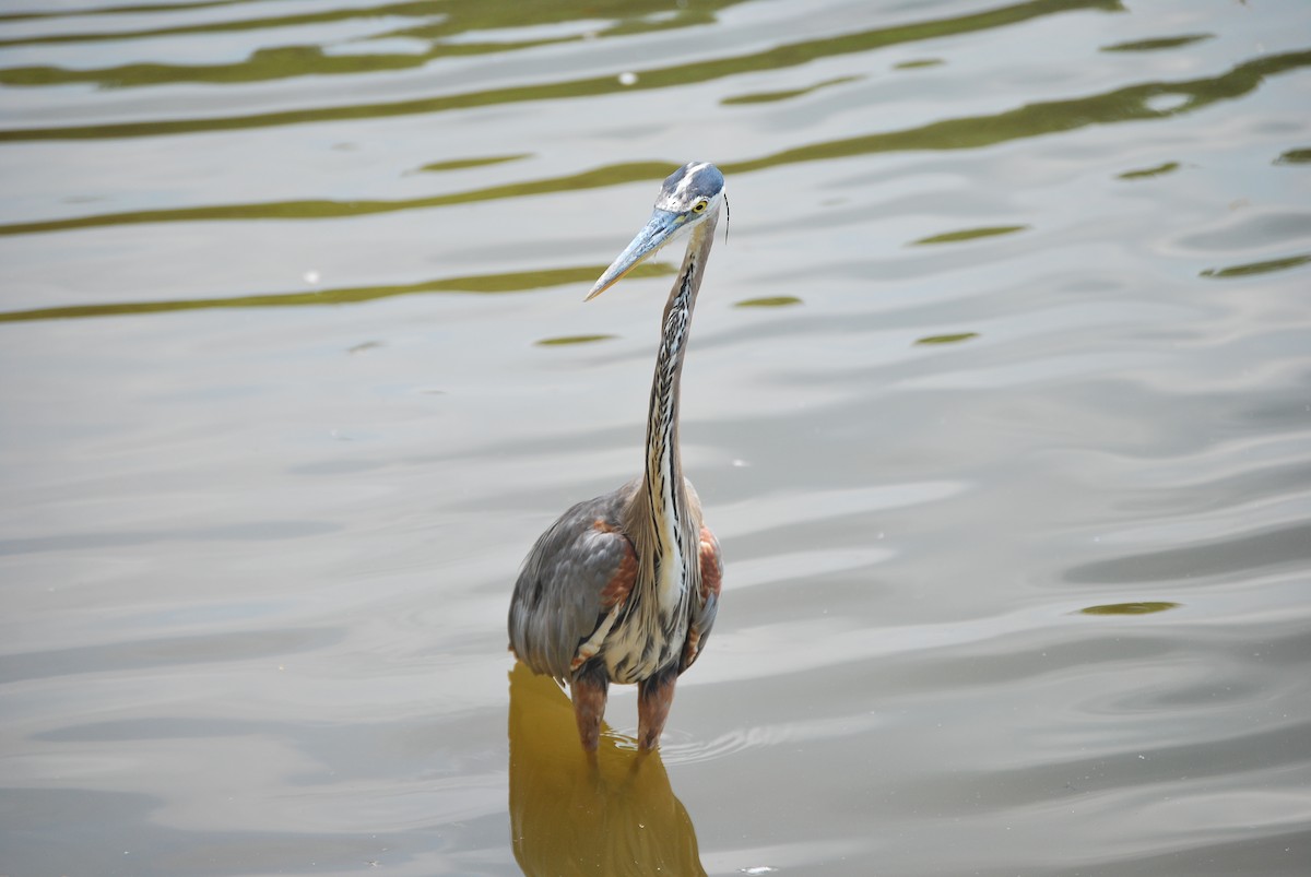 Great Blue Heron - ML462475101
