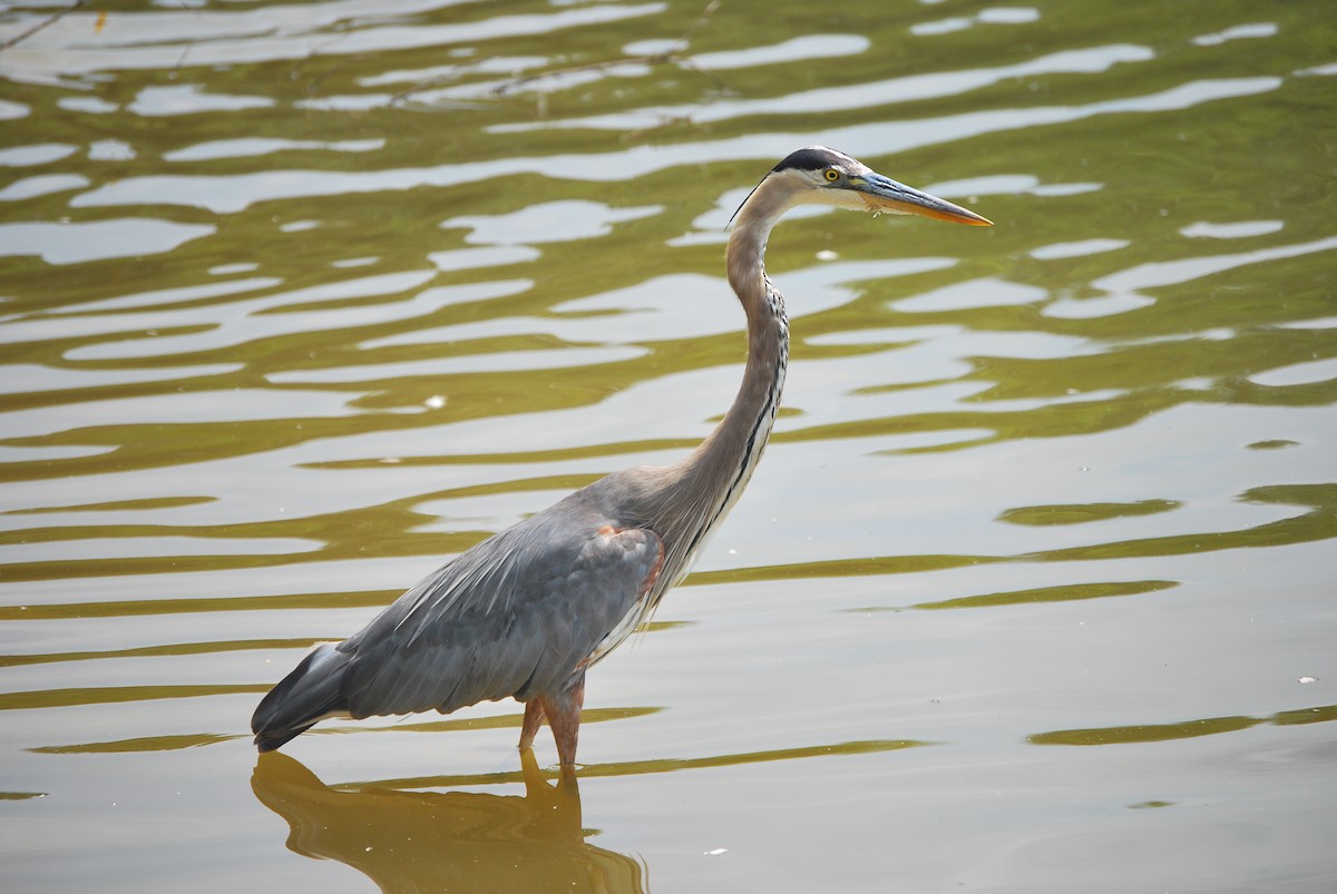 Great Blue Heron - ML462475151