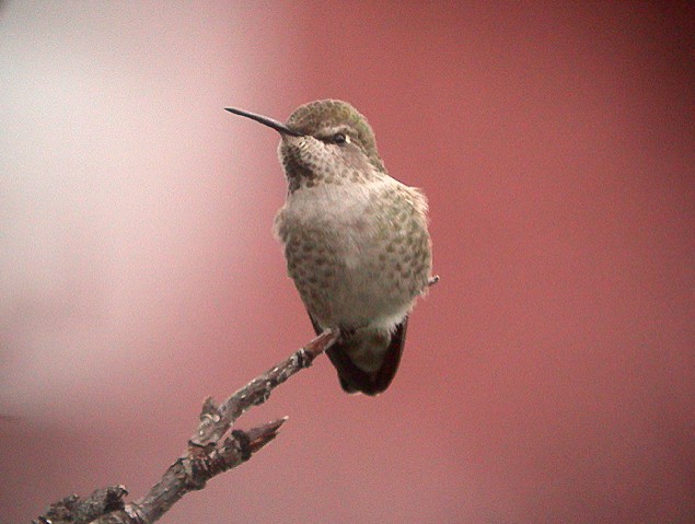 Anna's Hummingbird - ML462476411