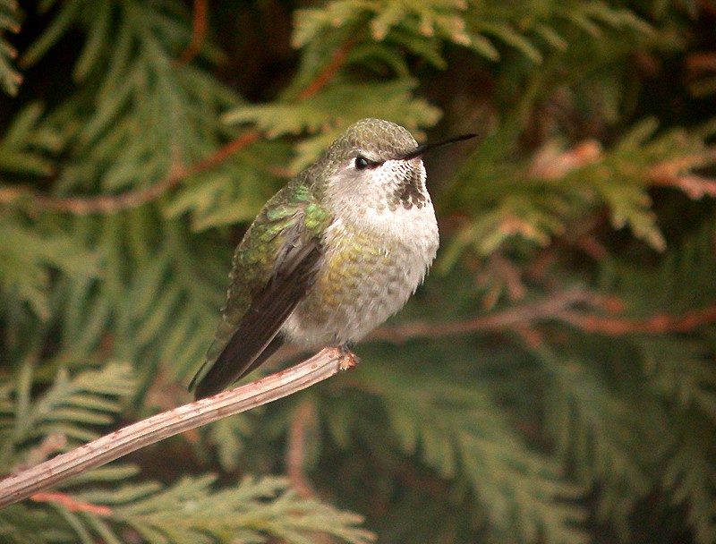 Anna's Hummingbird - ML462476421