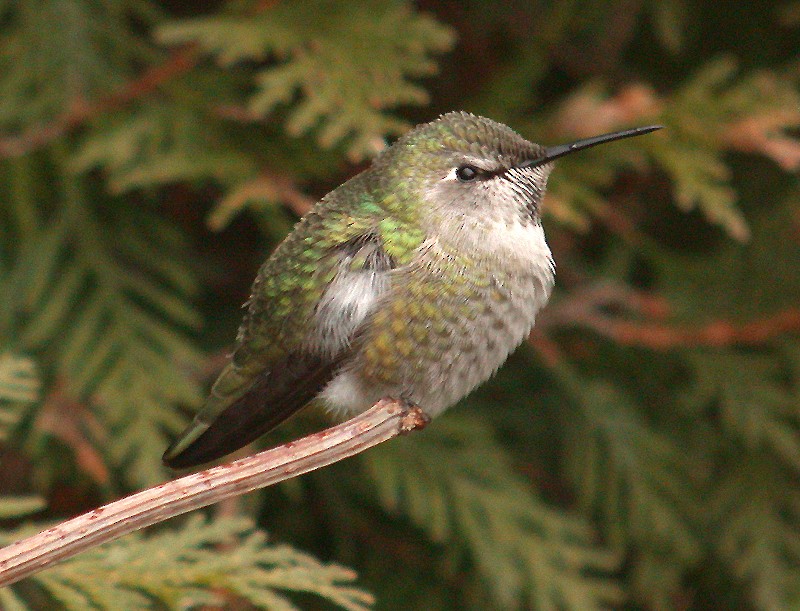 Anna's Hummingbird - ML462476431