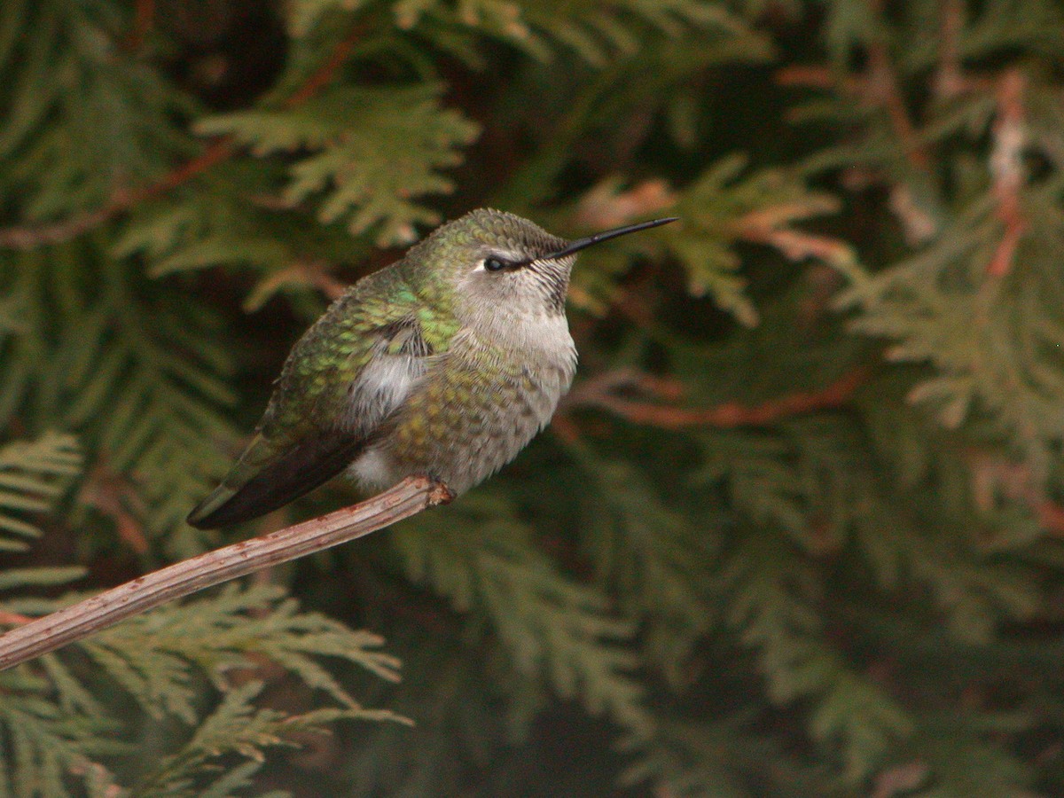 Anna's Hummingbird - ML462476461