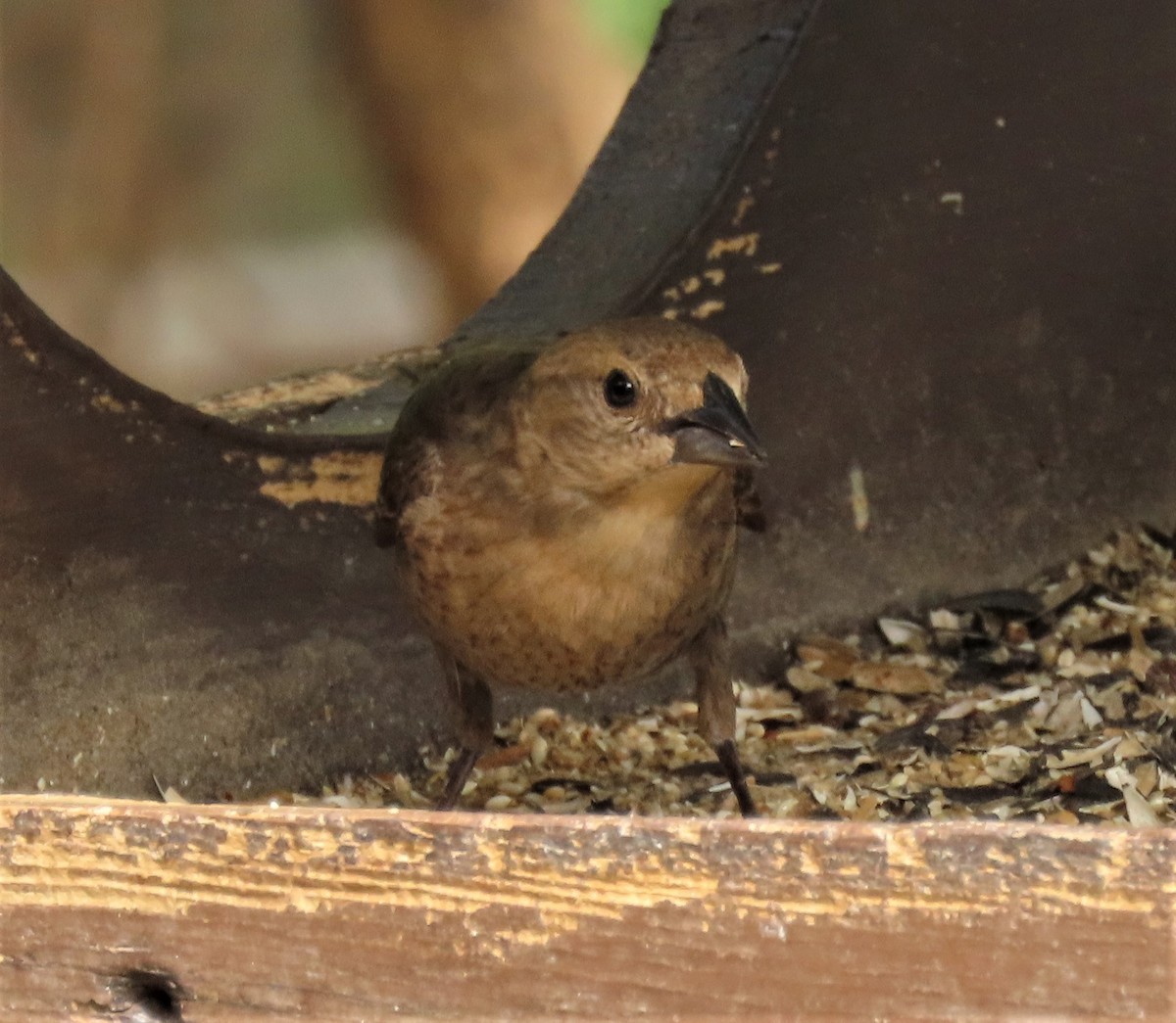 Brown-headed Cowbird - ML462476741