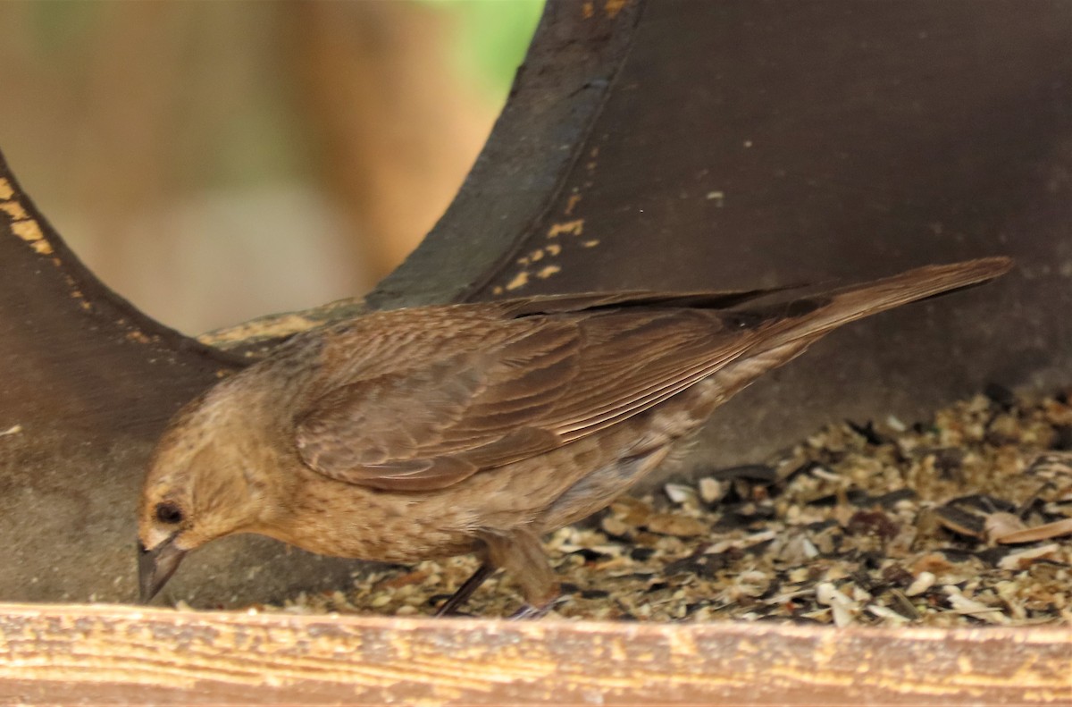 Brown-headed Cowbird - ML462476761