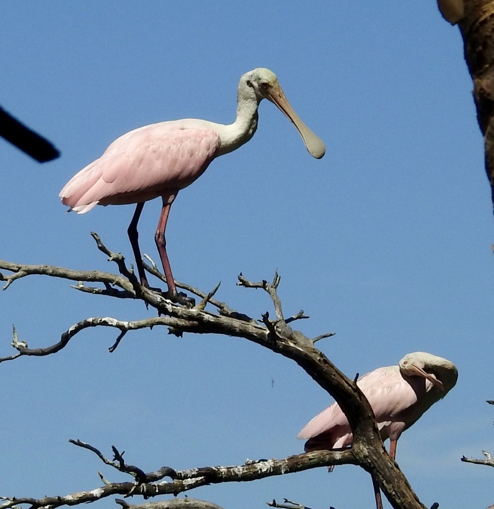 Roseate Spoonbill - ML462478101