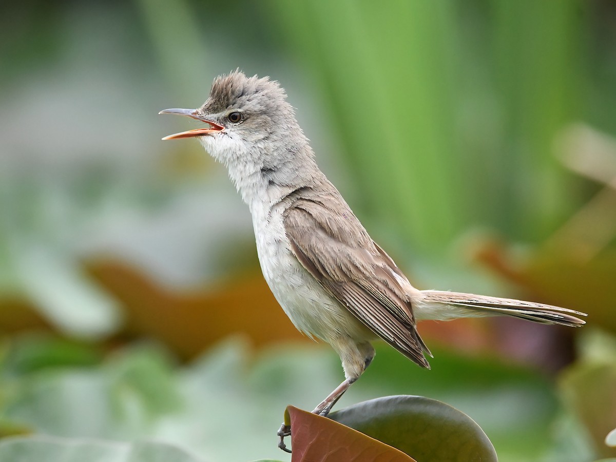 Oriental Reed Warbler - eBird