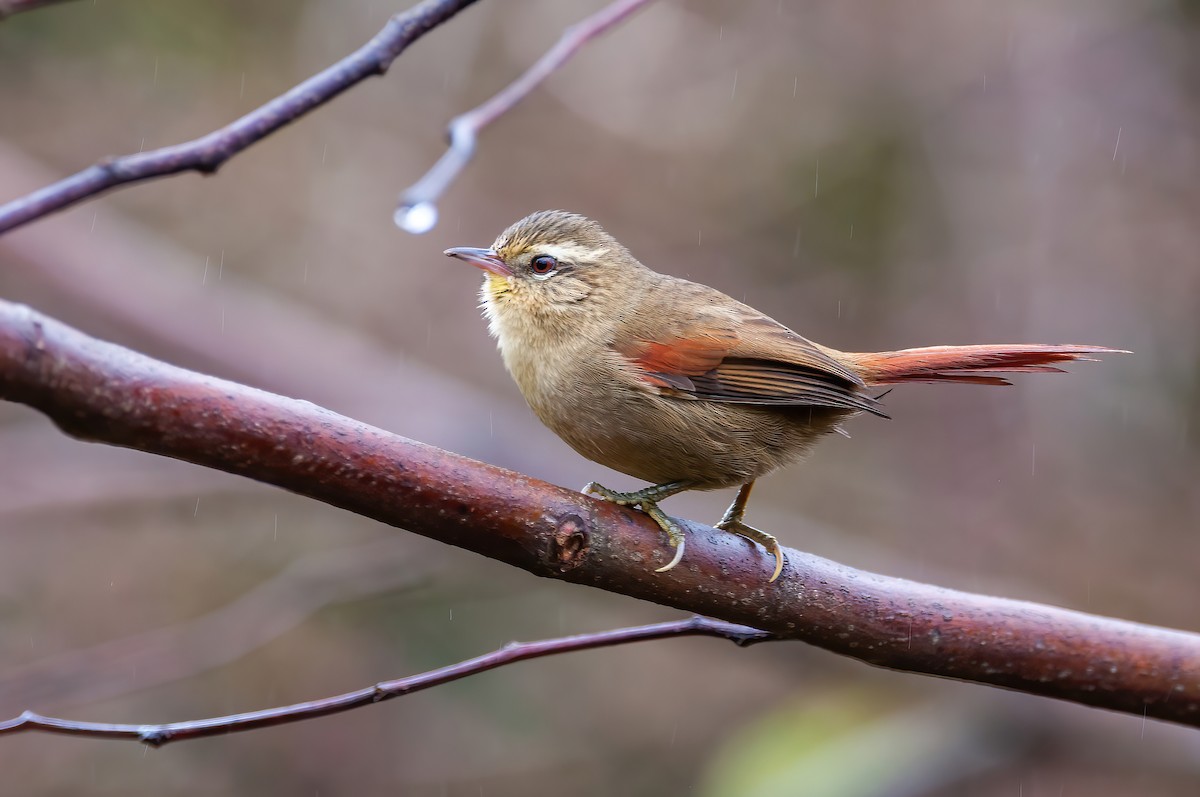 Olive Spinetail - ML462479151