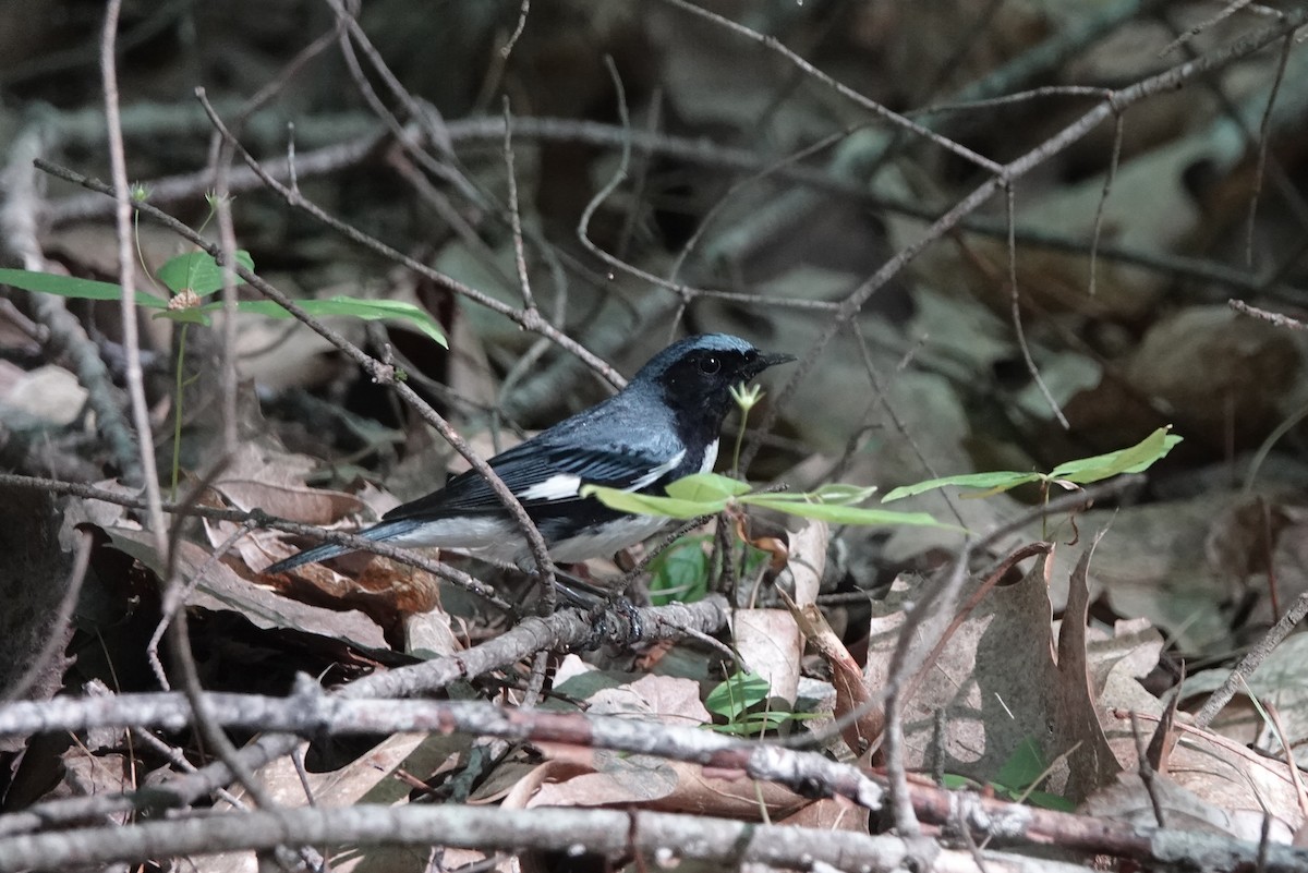 Black-throated Blue Warbler - ML462480741