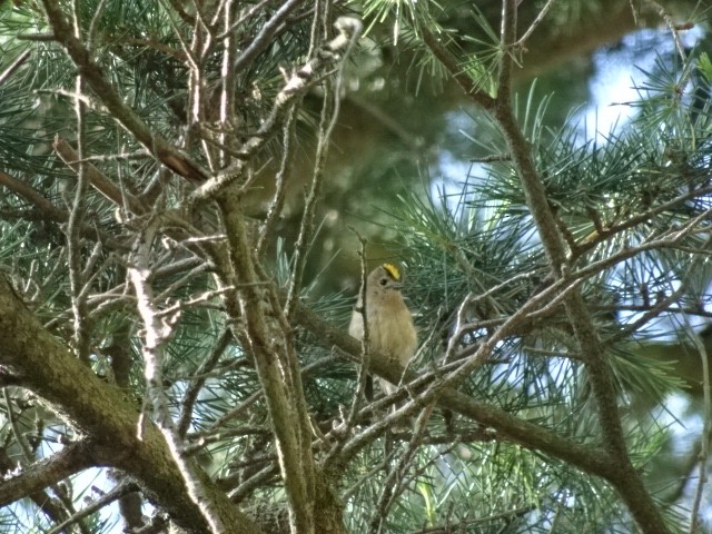 Goldcrest/Common Firecrest - ML462480831