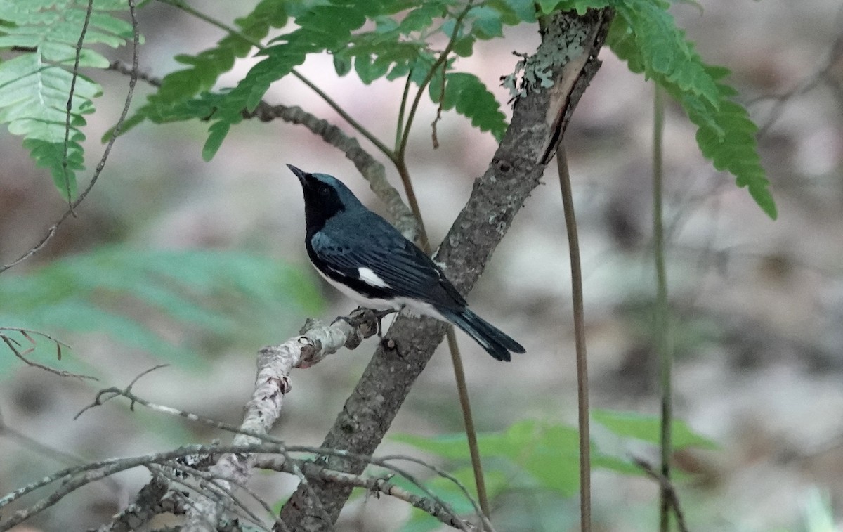 Black-throated Blue Warbler - ML462480881