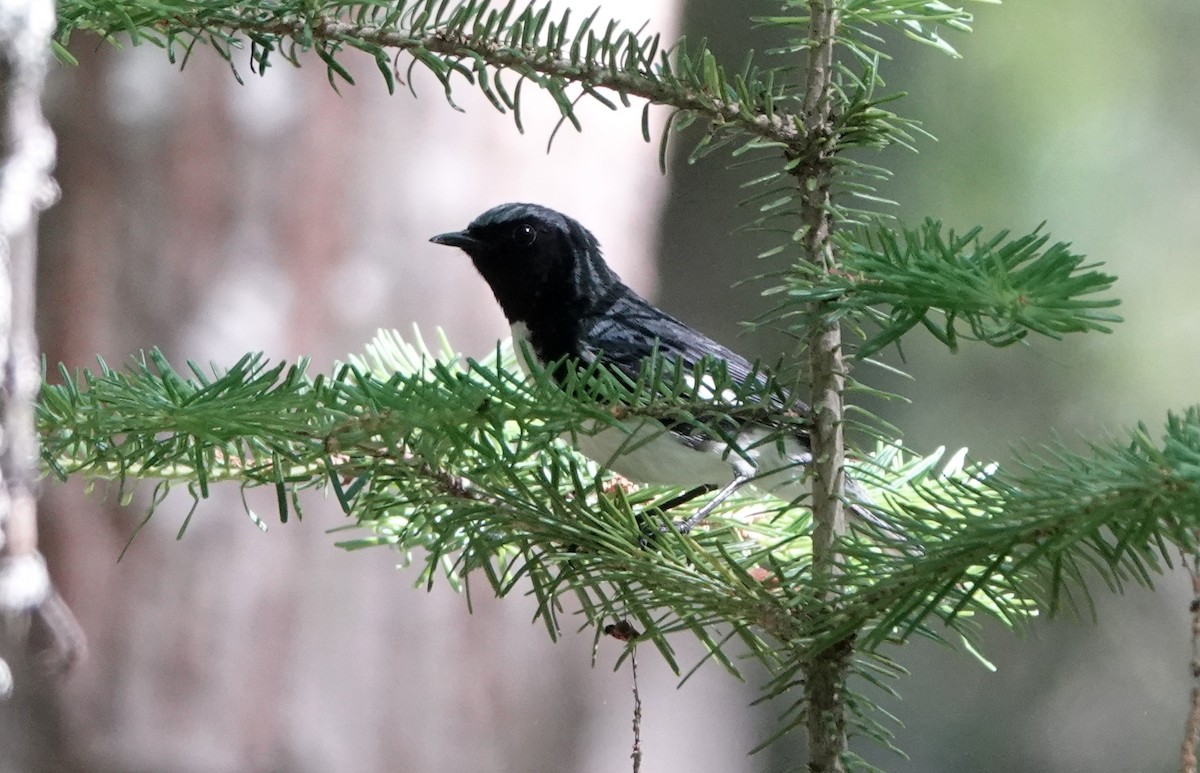 Black-throated Blue Warbler - ML462480981