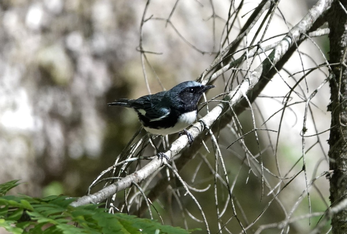 Black-throated Blue Warbler - ML462481041
