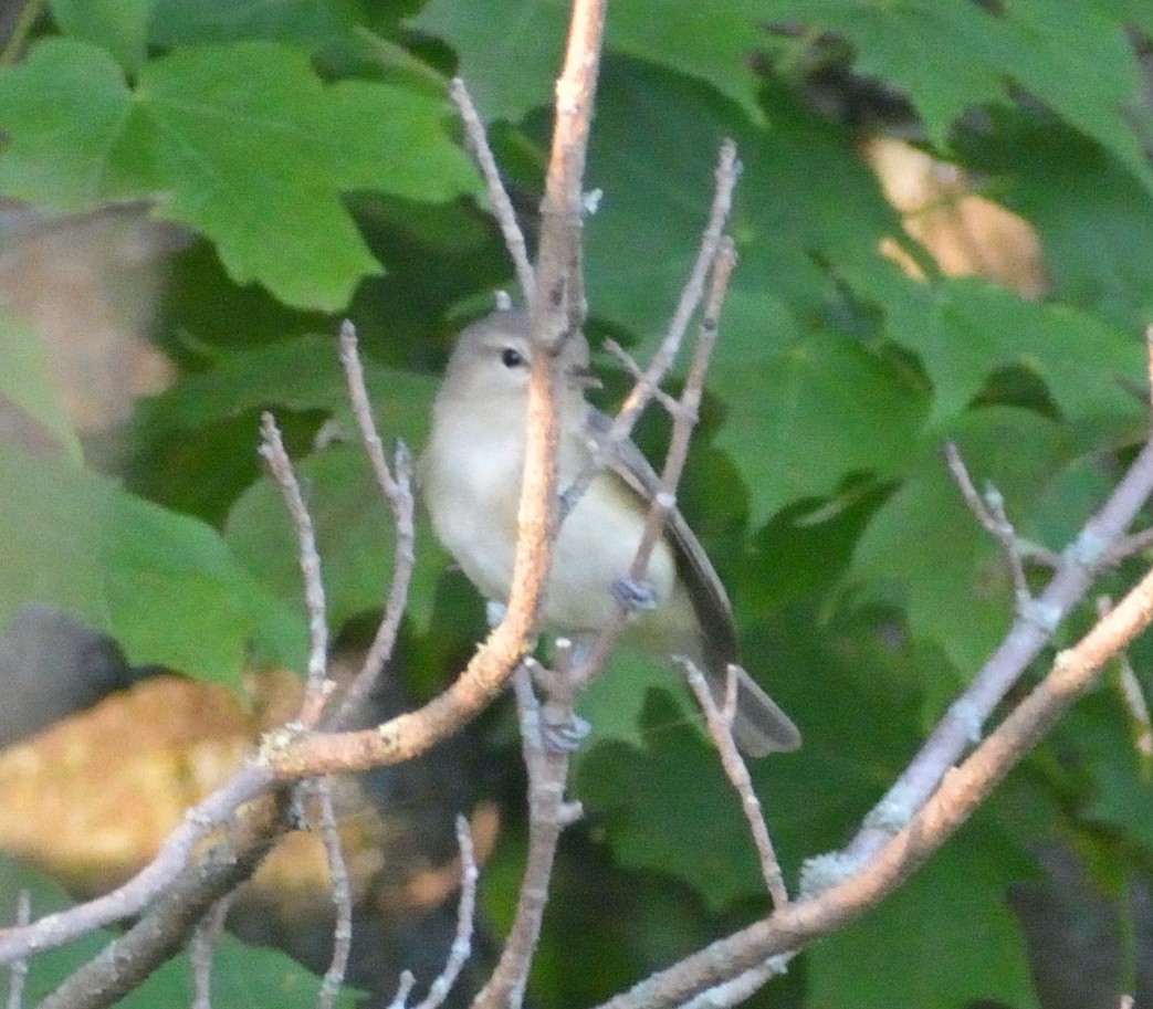 Warbling Vireo - ML462481741