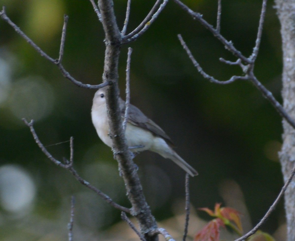 Warbling Vireo - ML462481751