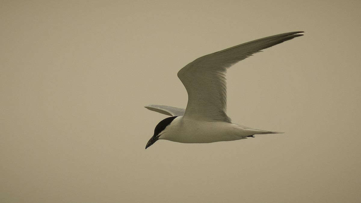 Gull-billed Tern - Markus Craig