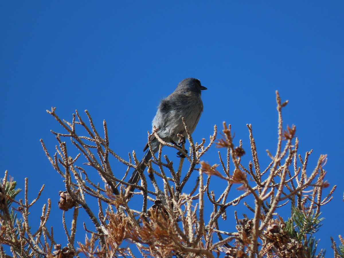 Woodhouse's Scrub-Jay - ML462482031