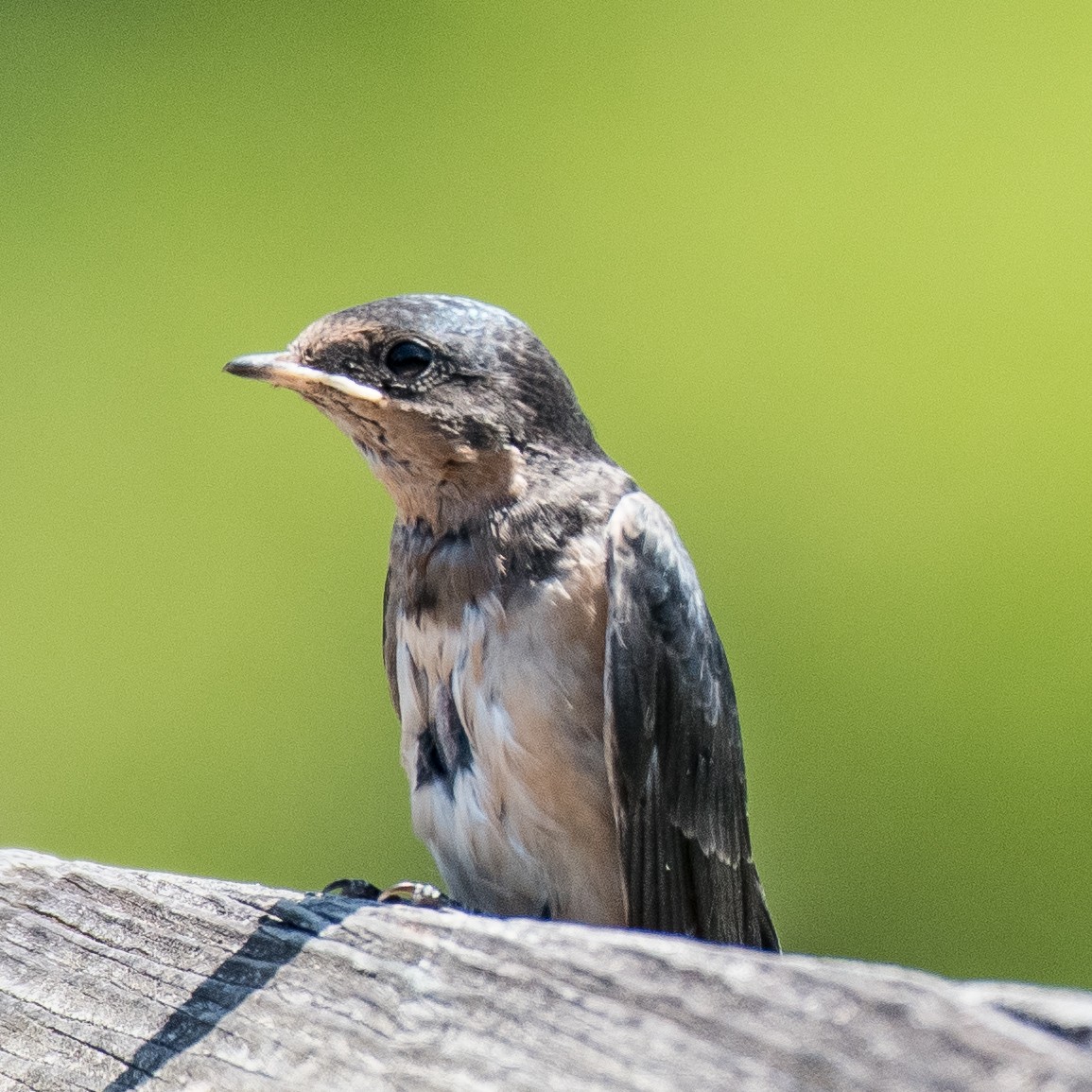 Barn Swallow - ML462482291