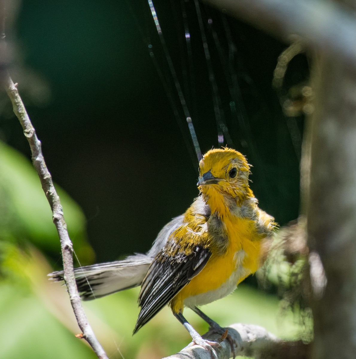 Prothonotary Warbler - ML462482501