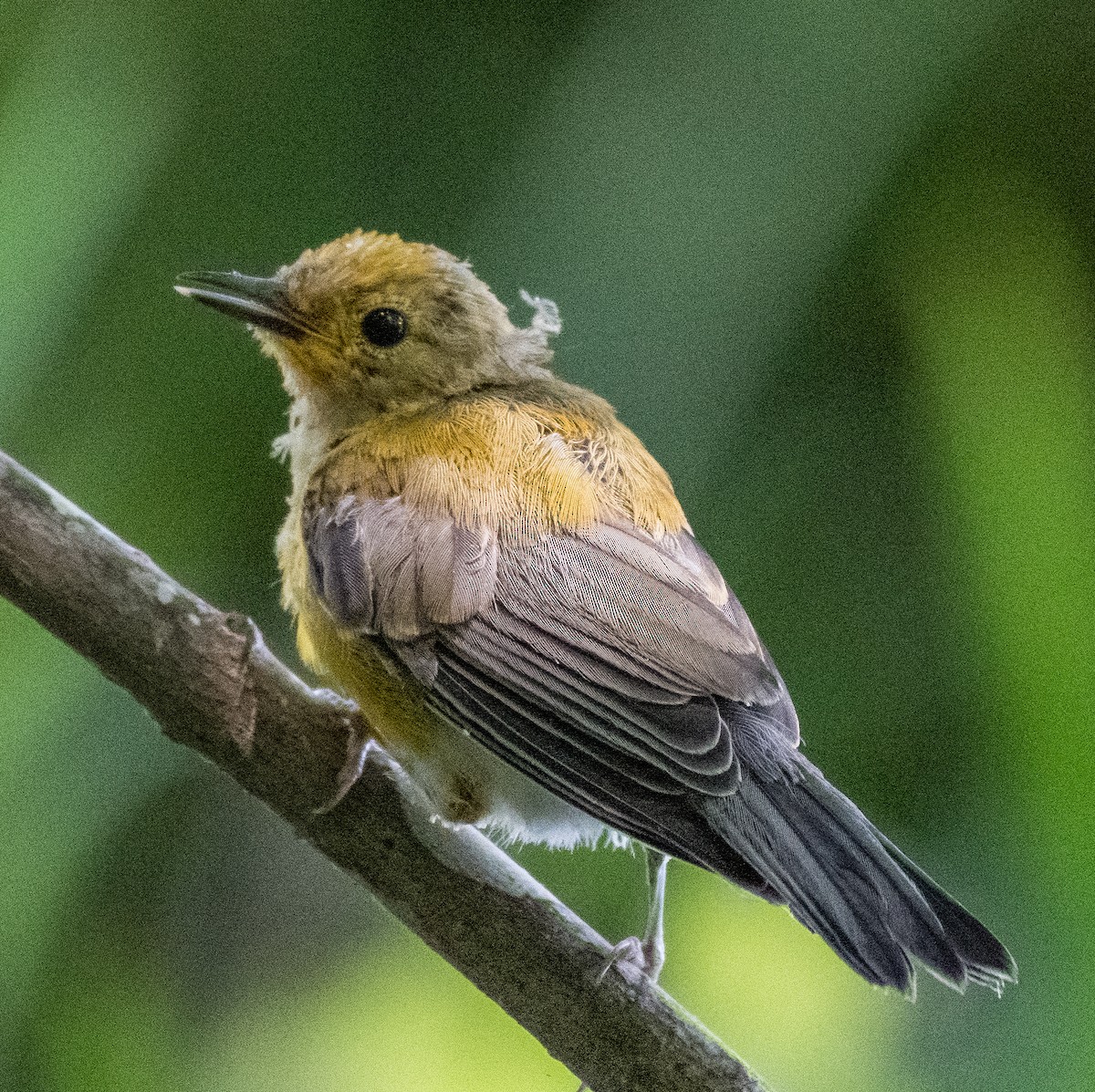 Prothonotary Warbler - ML462482511