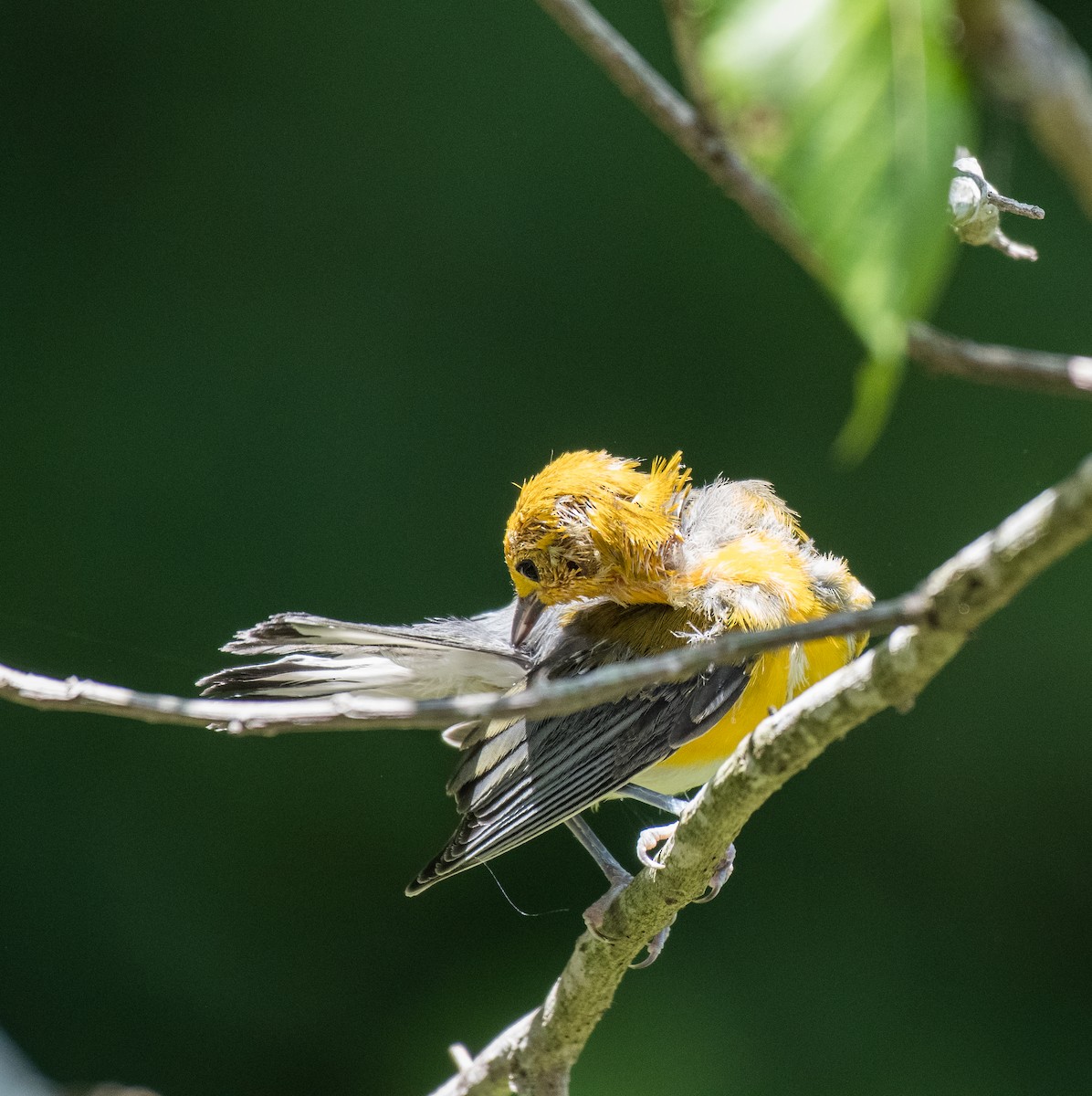 Prothonotary Warbler - ML462482521
