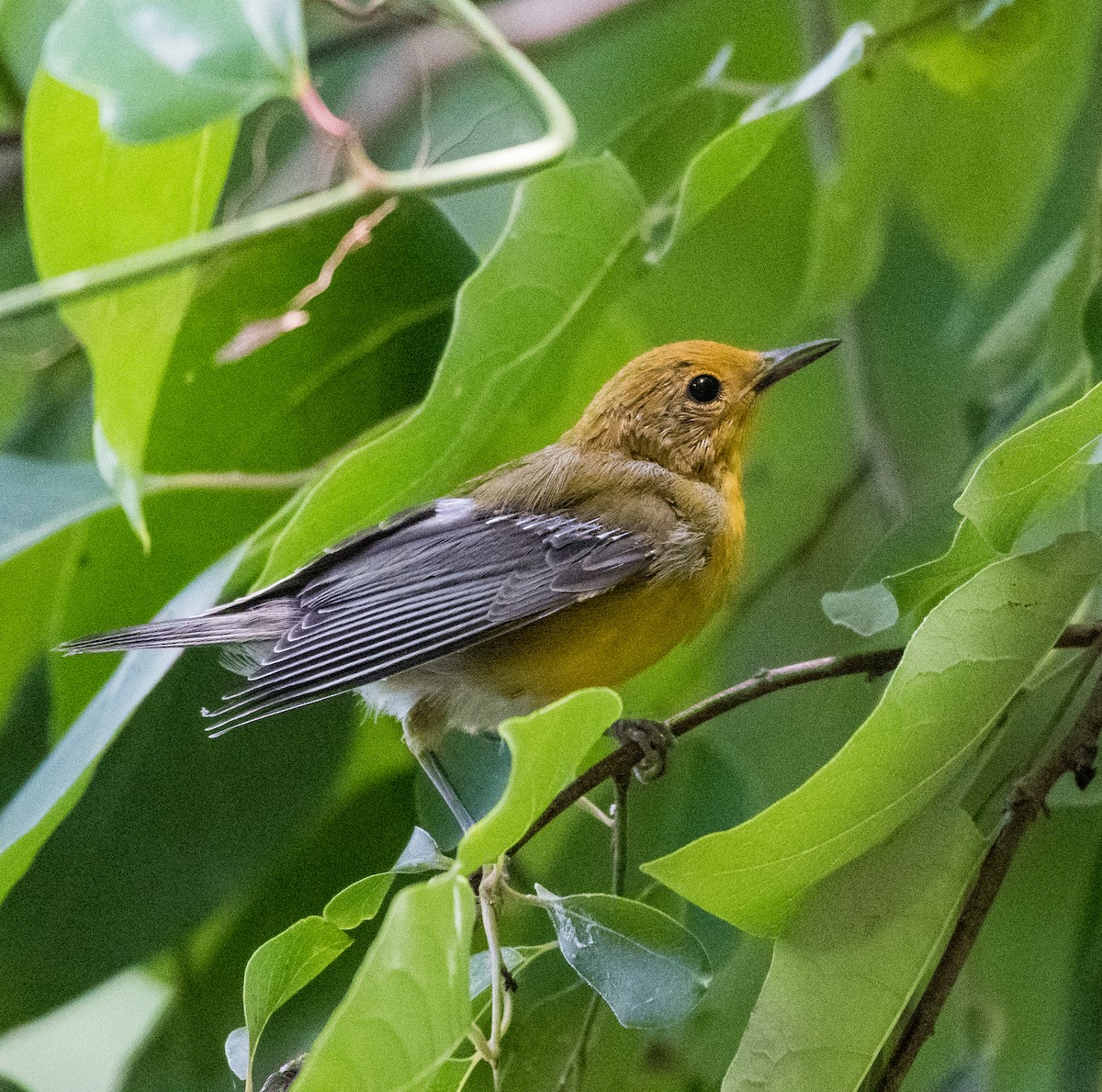 Prothonotary Warbler - ML462482531