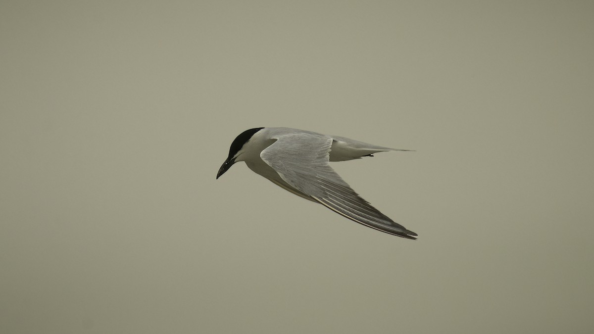 Gull-billed Tern - Markus Craig