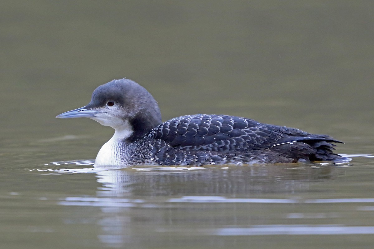 Pacific Loon - Nigel Voaden