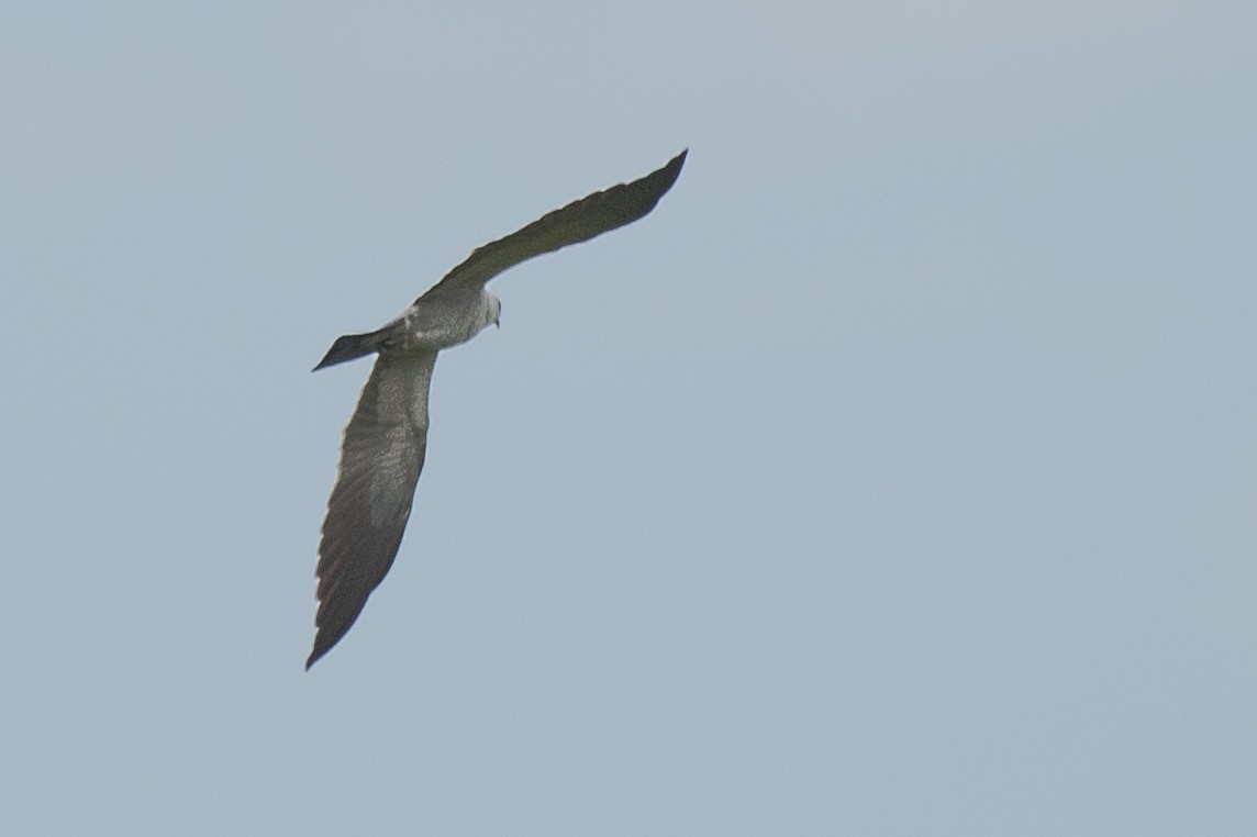 Missisipi Çaylağı - ML462483911