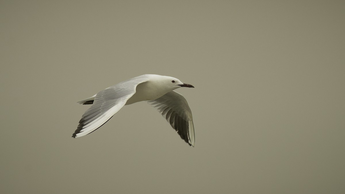 Slender-billed Gull - Markus Craig