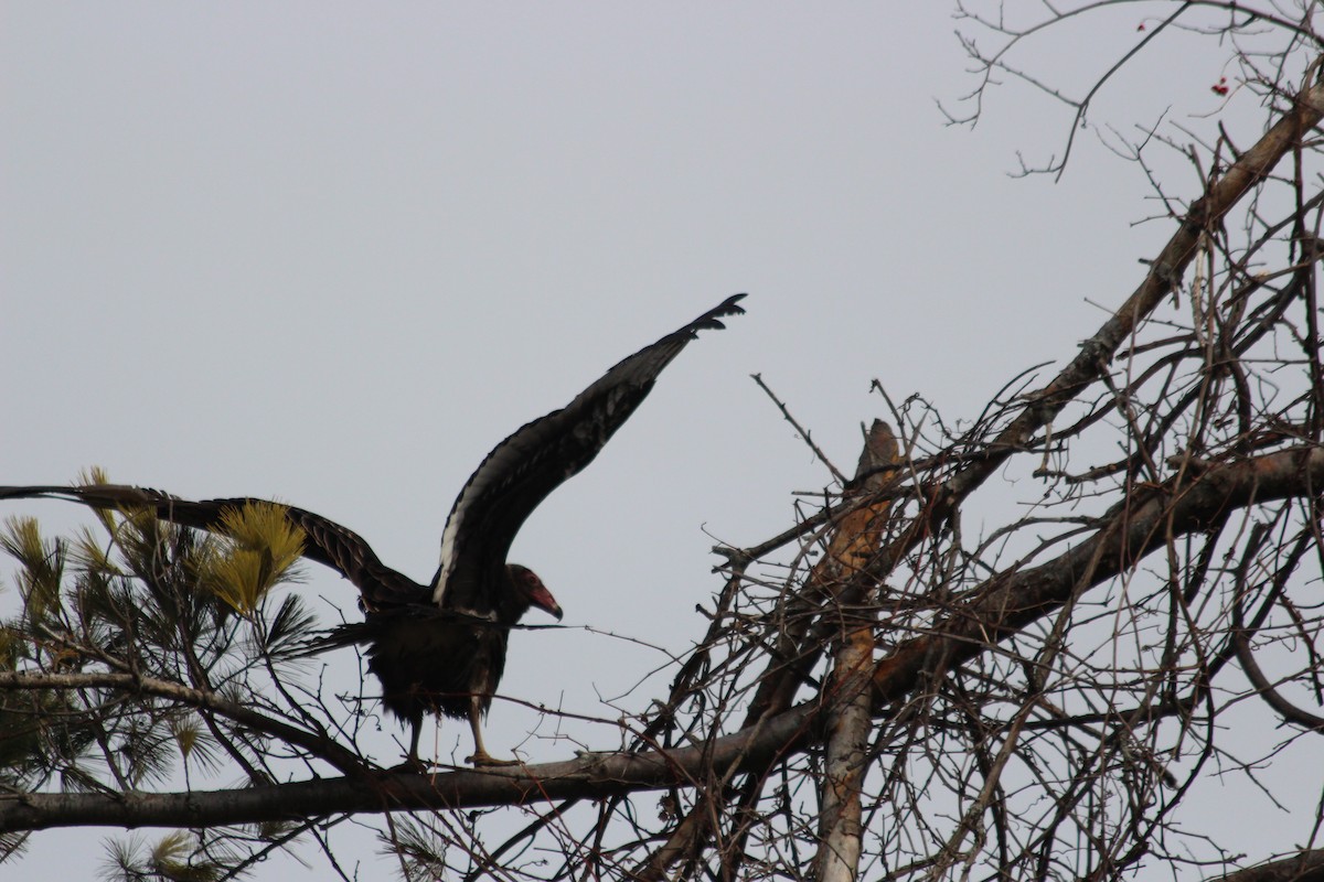 Turkey Vulture - ML46248541