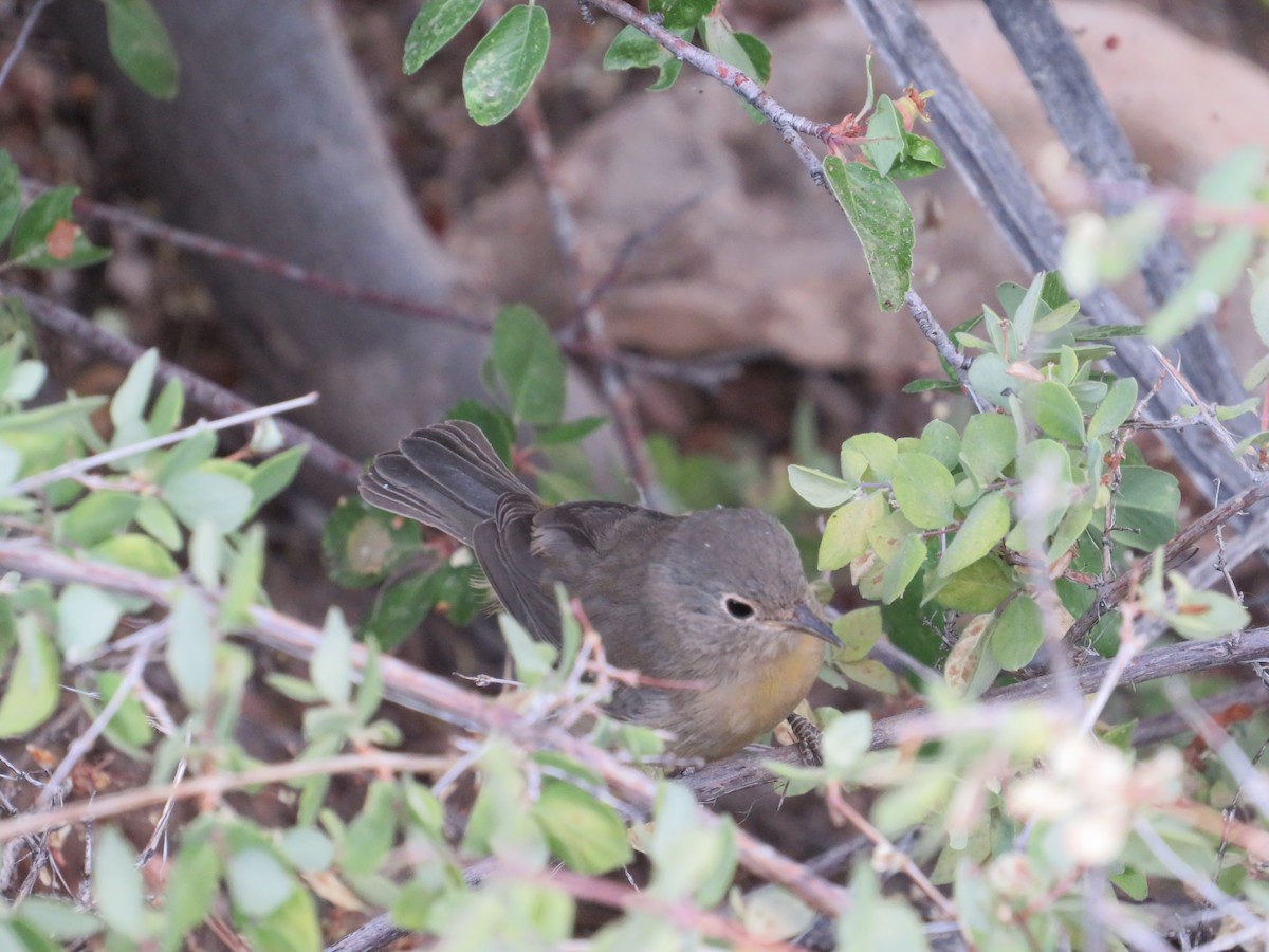 Virginia's Warbler - ML462486111