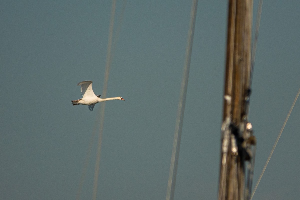 Mute Swan - ML462486341