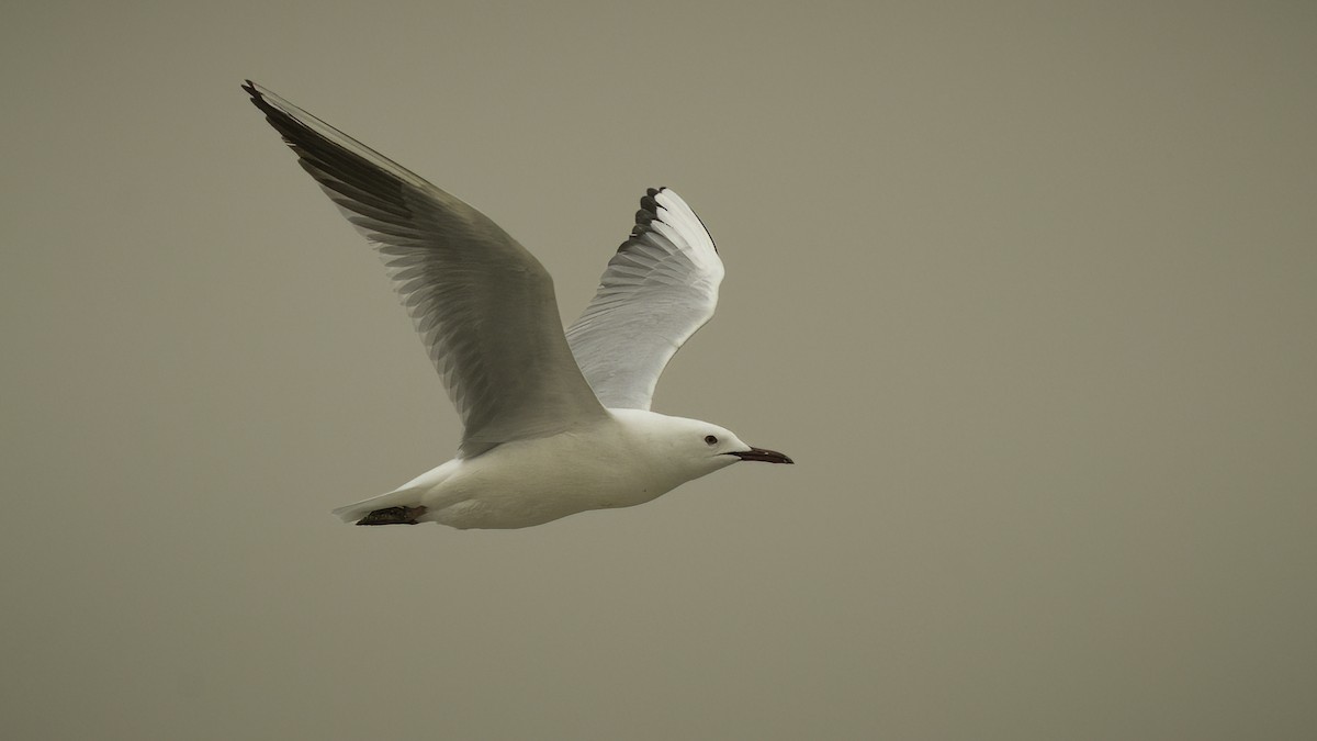 Slender-billed Gull - Markus Craig