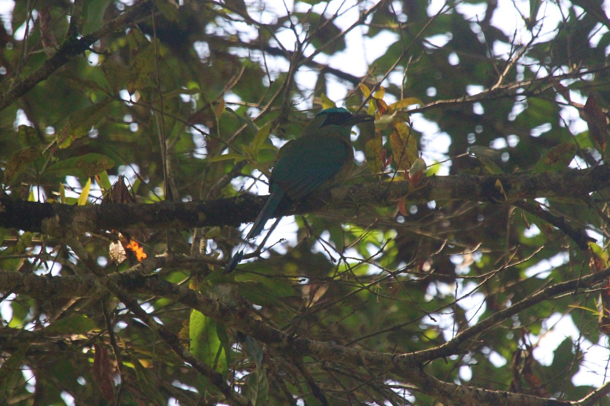 Blue-capped Motmot - César Lezama García