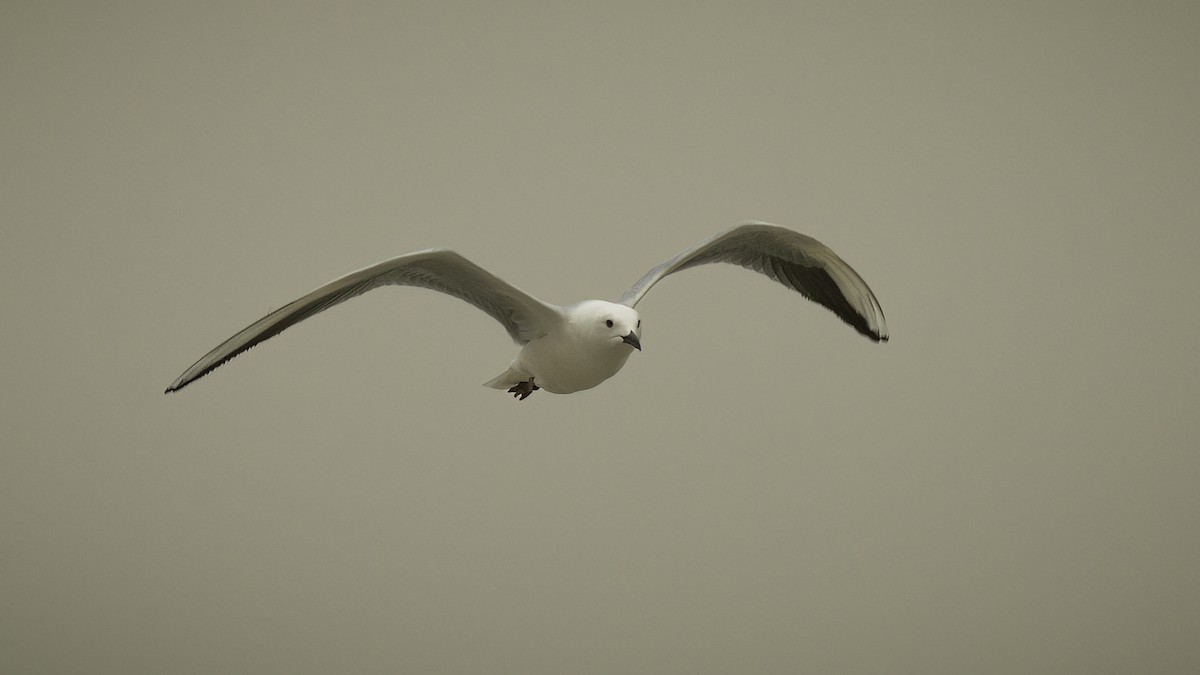 Slender-billed Gull - Markus Craig