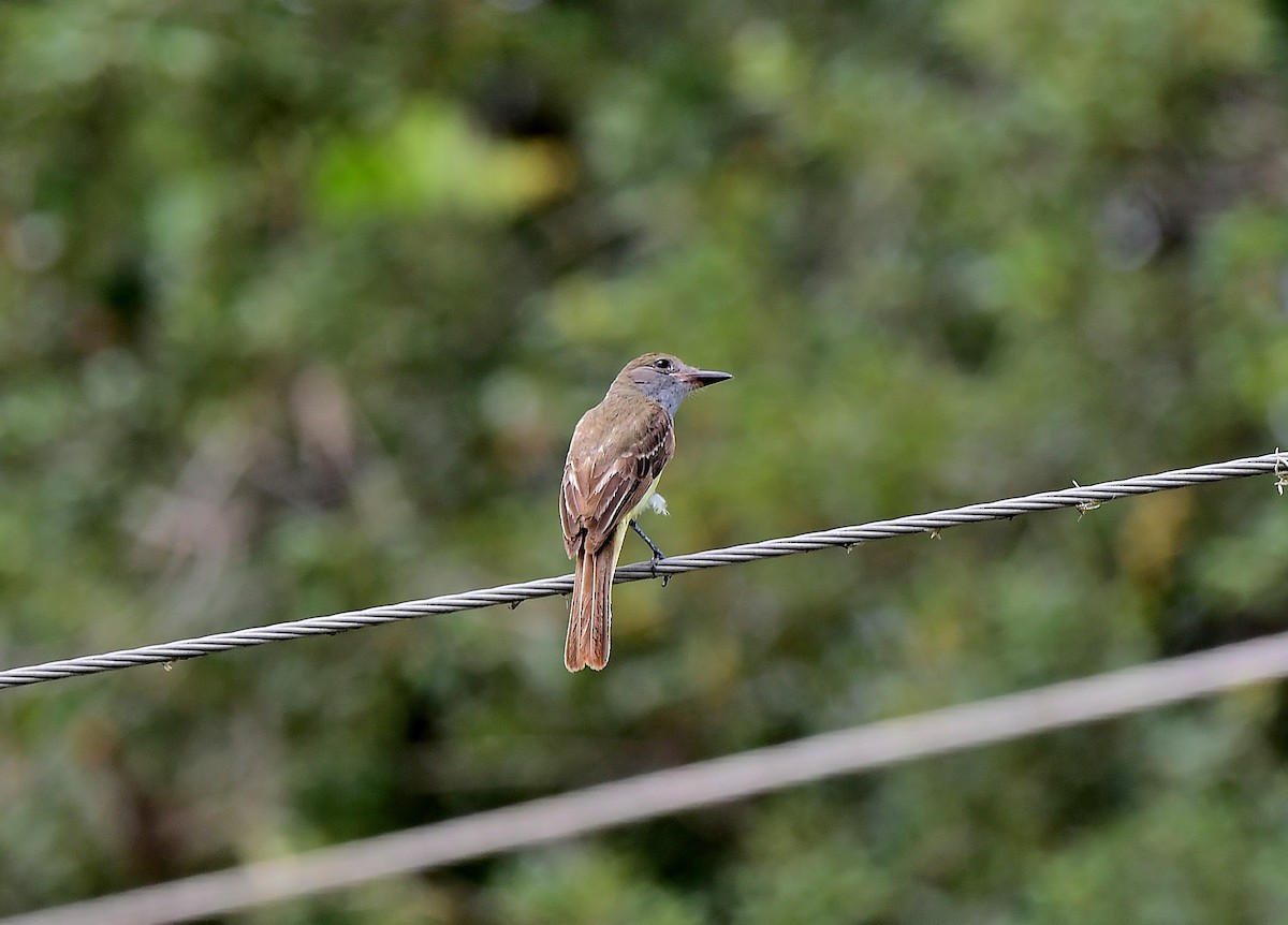 Great Crested Flycatcher - ML462488461