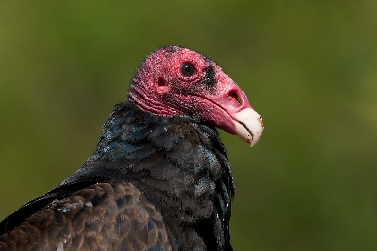 Turkey Vulture - Jonathan Casanova
