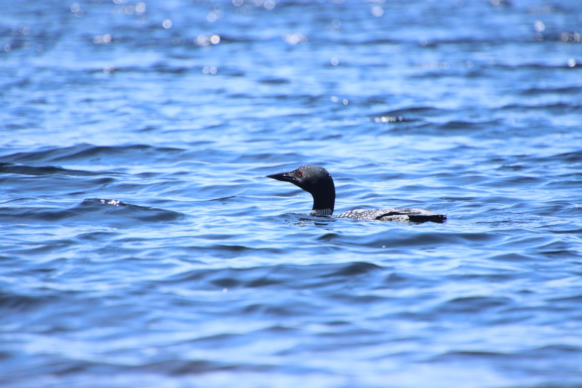 Common Loon - ML462488801