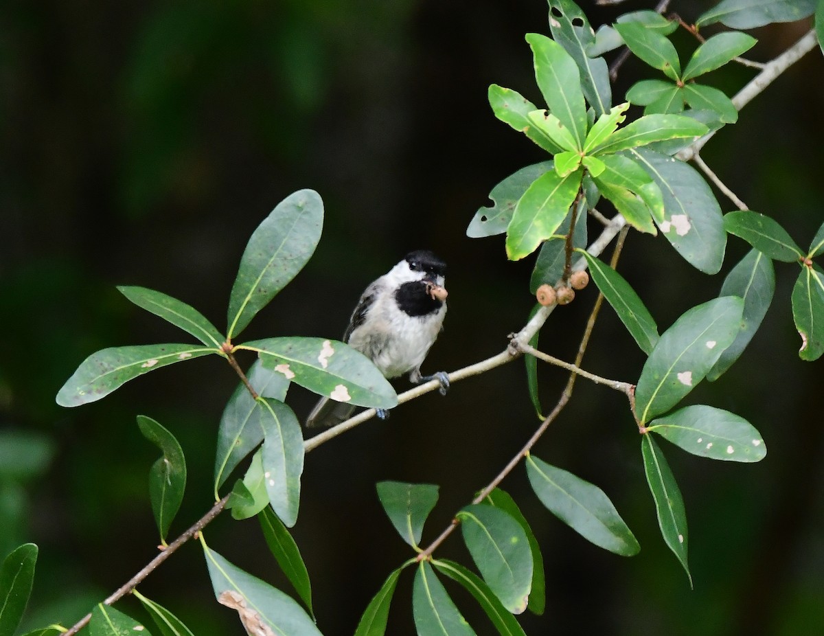 Carolina Chickadee - ML462488971