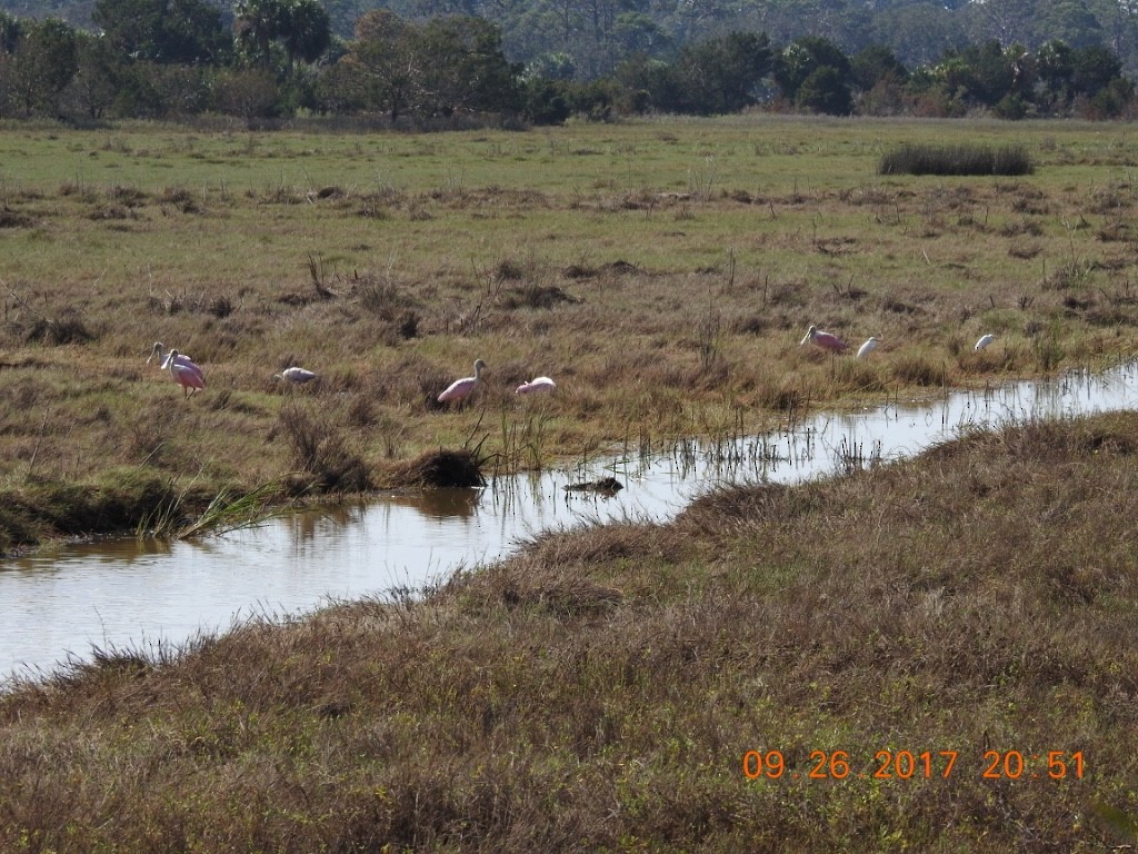 Roseate Spoonbill - ML462488981