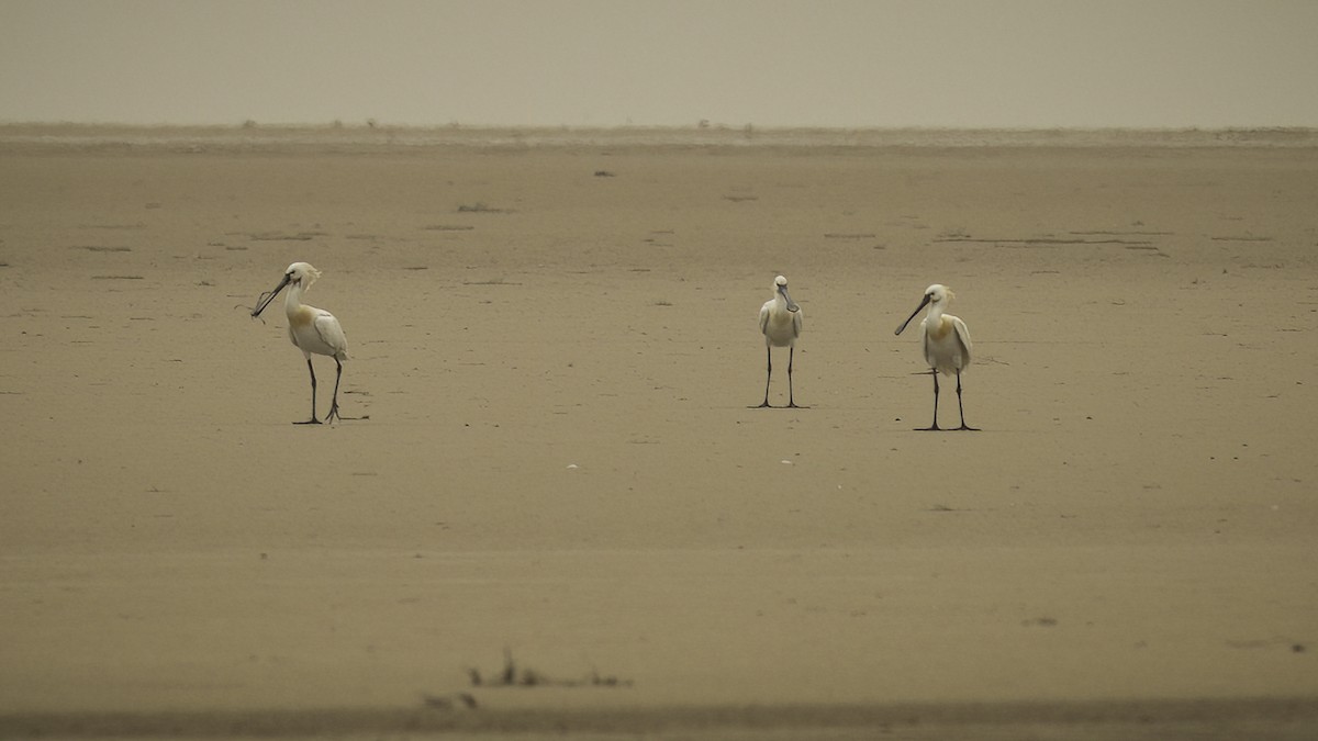 Eurasian Spoonbill - Markus Craig