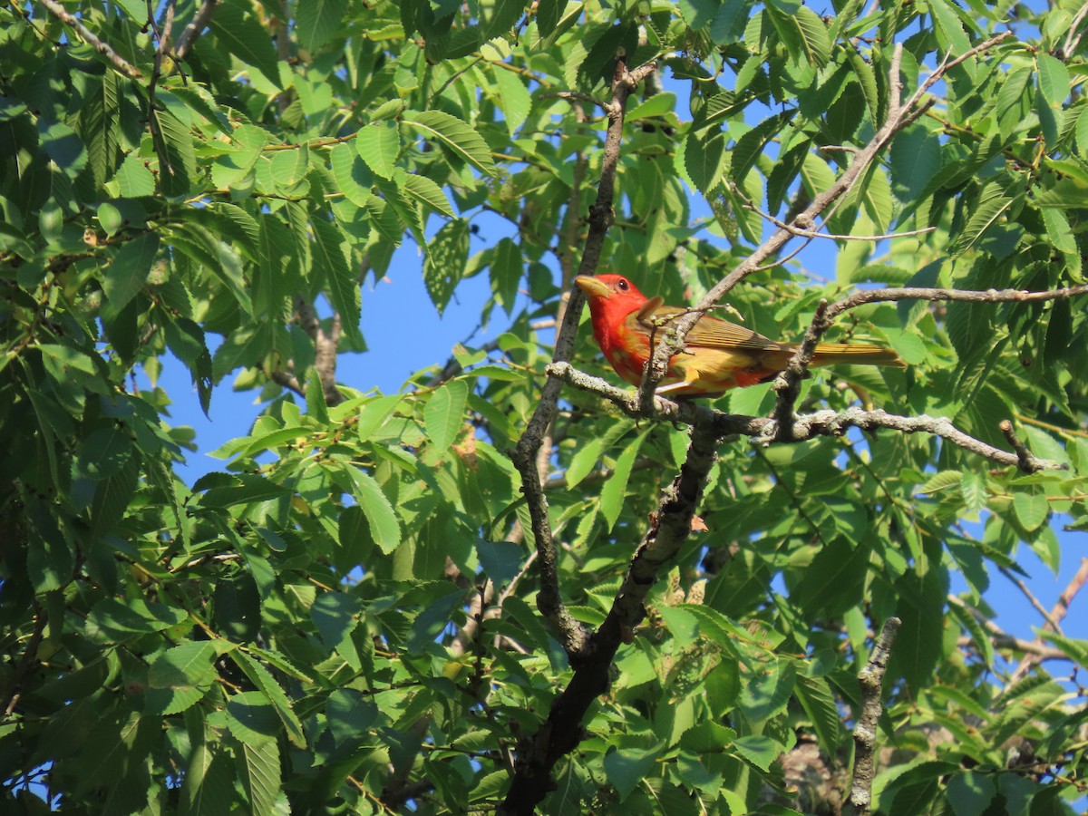 Summer Tanager - Julie Morgan