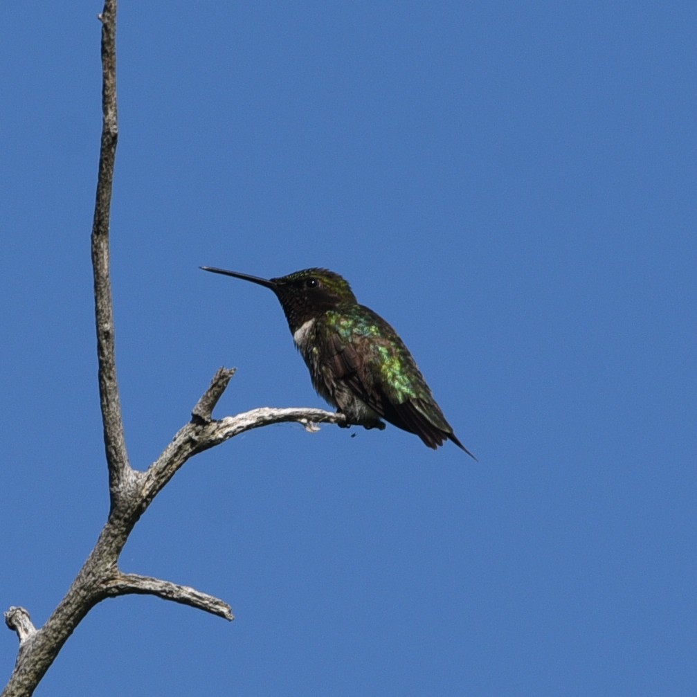 Ruby-throated Hummingbird - ML462490941