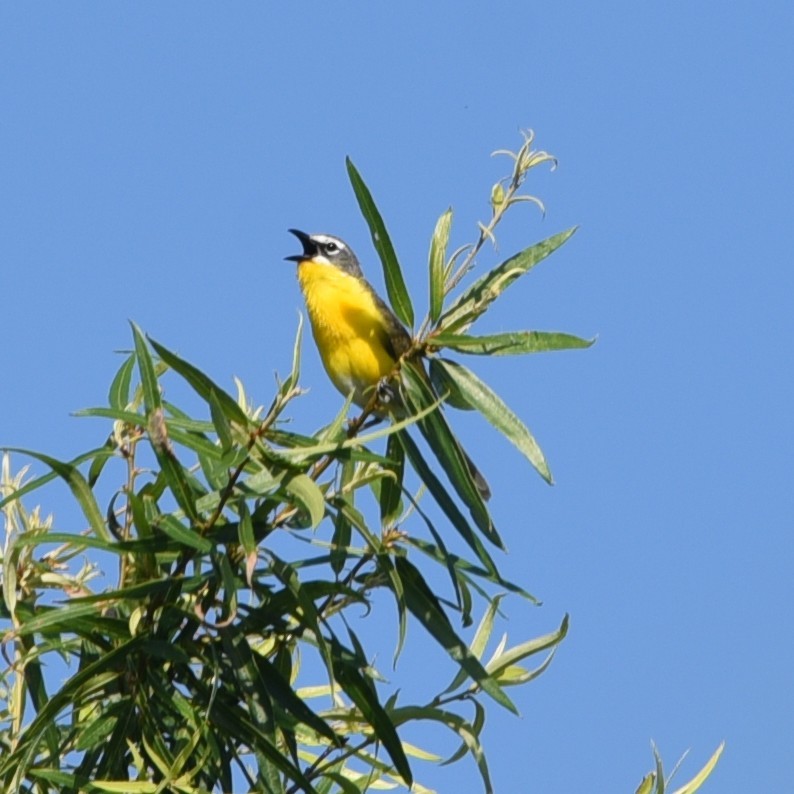 Yellow-breasted Chat - ML462491491