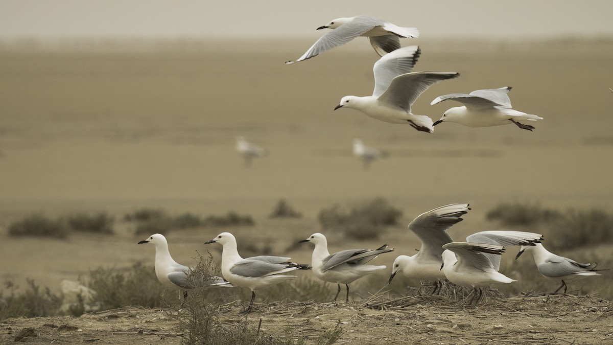 Slender-billed Gull - ML462491521