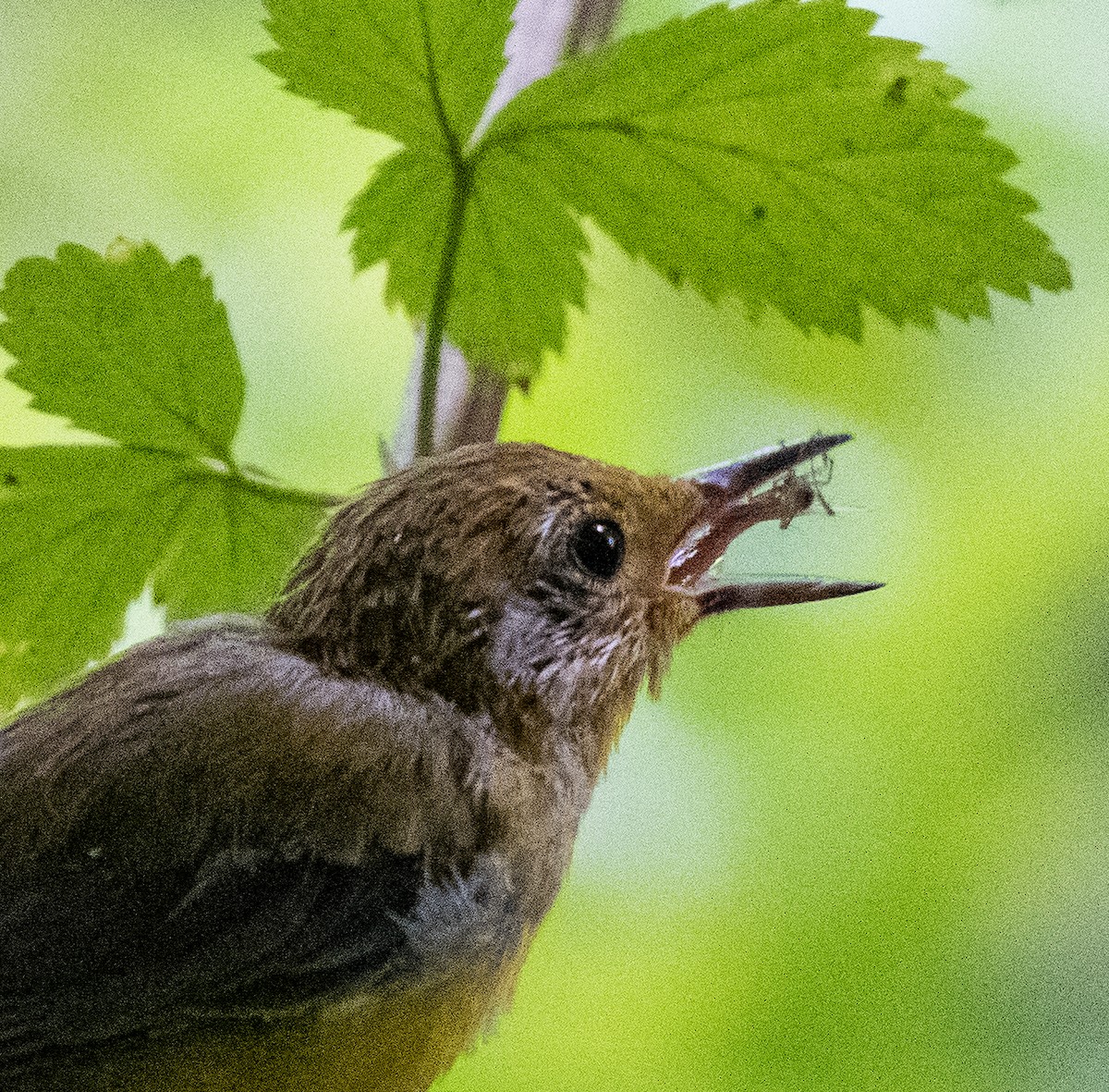 Prothonotary Warbler - ML462492061