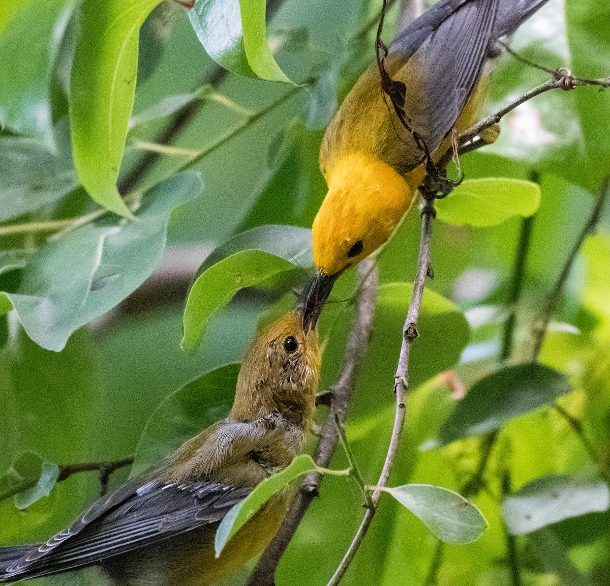 Prothonotary Warbler - ML462492081